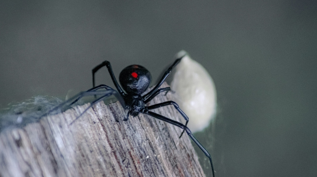αράχνη «μαύρη χήρα»