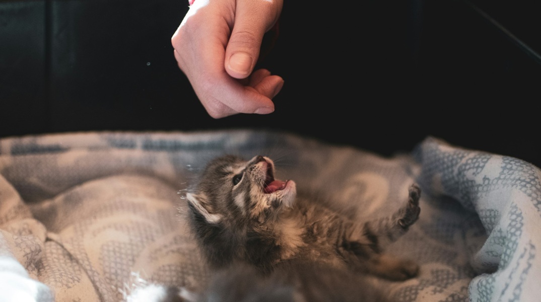 Το γατάκι σας δαγκώνει ξαφνικά και χωρίς λόγο; Ίσως δεν είναι αυτό που νομίζετε 