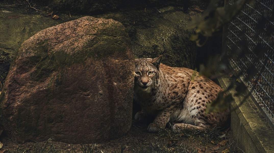 Ζωολογικός κήπος στη Δανία ζητά δωρεές κατοικίδιων για να ταΐσει τα σαρκοφάγα ζώα