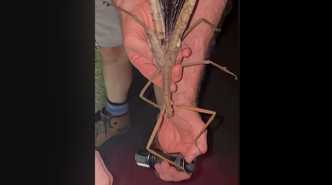 χερι κραταει έντομο 40 εκατοστών