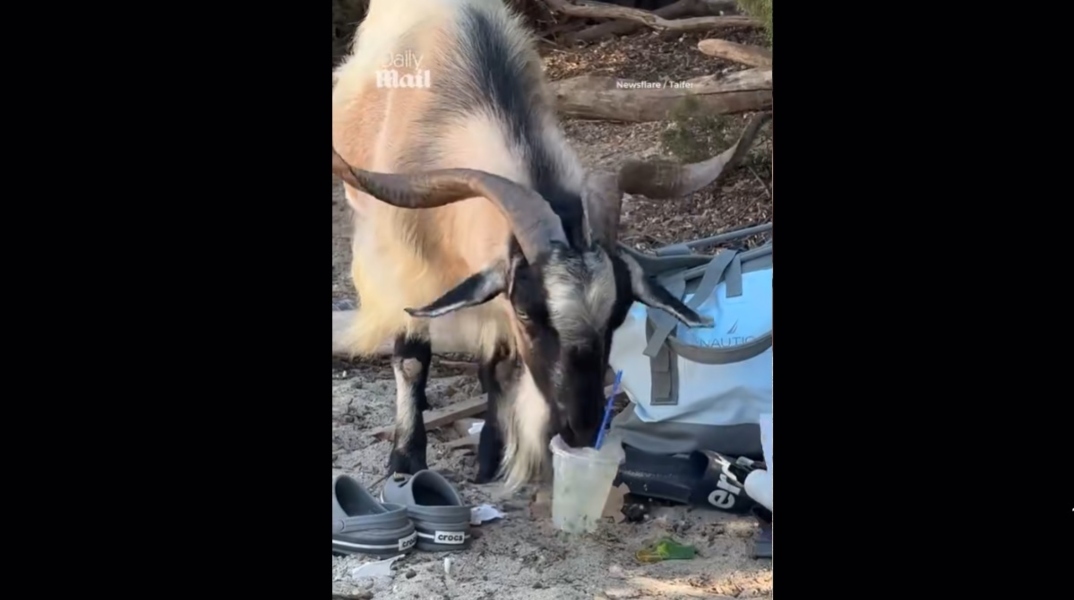 Κατσίκα σε ελληνική παραλία απολαμβάνει μοχίτο