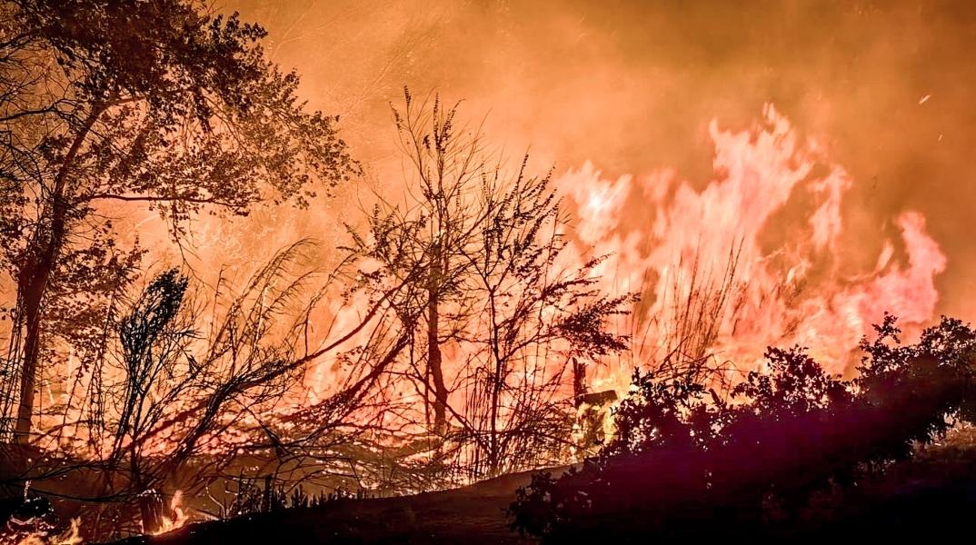 φωτιά, δασος