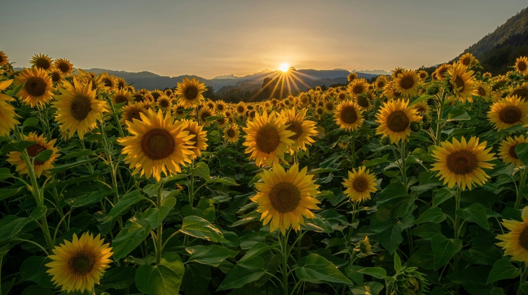 Εορτολόγιο, ηλιοτροπια