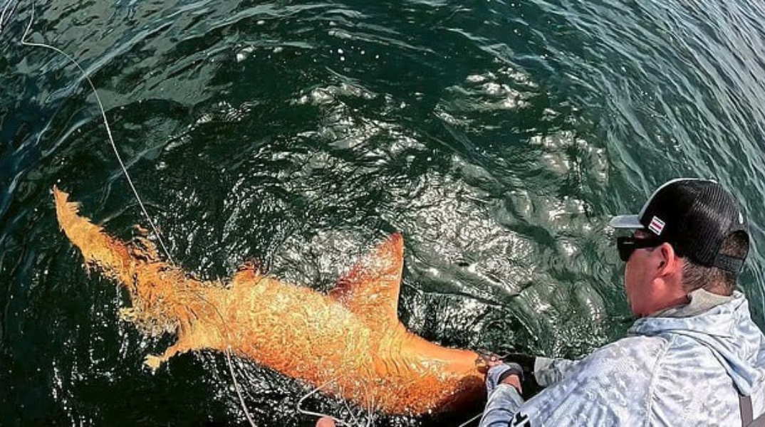 Πορτοκαλί καρχαρίας