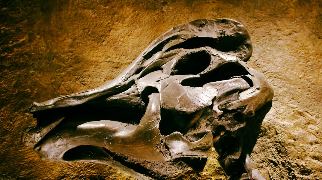 Ανακάλυψη σπάνιου απολιθώματος στην Ινδία φέρνει στο φως την εποχή των δεινοσαύρων