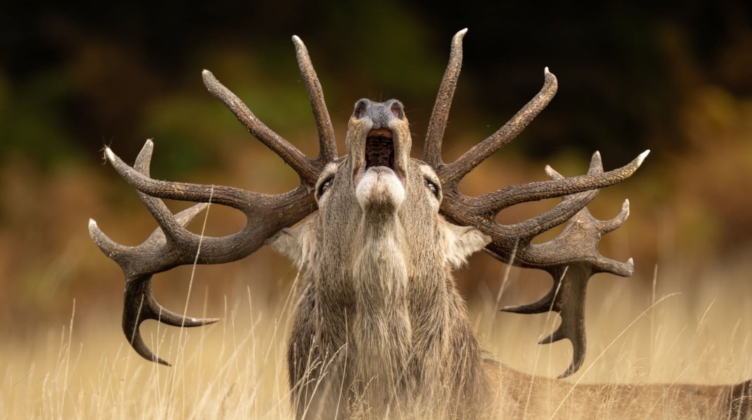 φωτογραφία, ταρανδος
