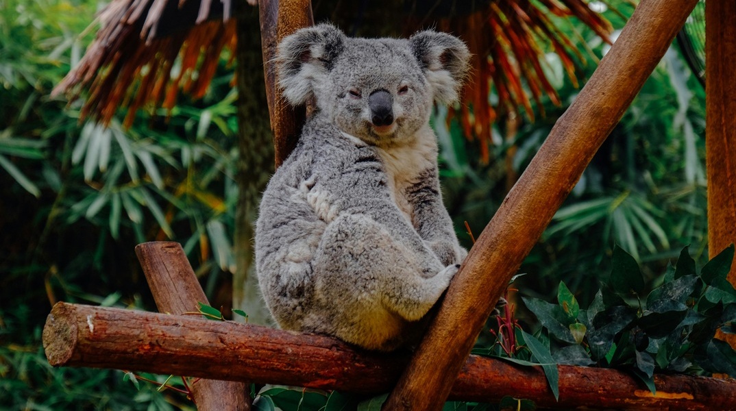 Αυστραλία: SOS για τα κοάλα, εξαφανίζονται από χλαμύδια - Εγκρίθηκε το πρώτο εμβόλιο για να σωθούν