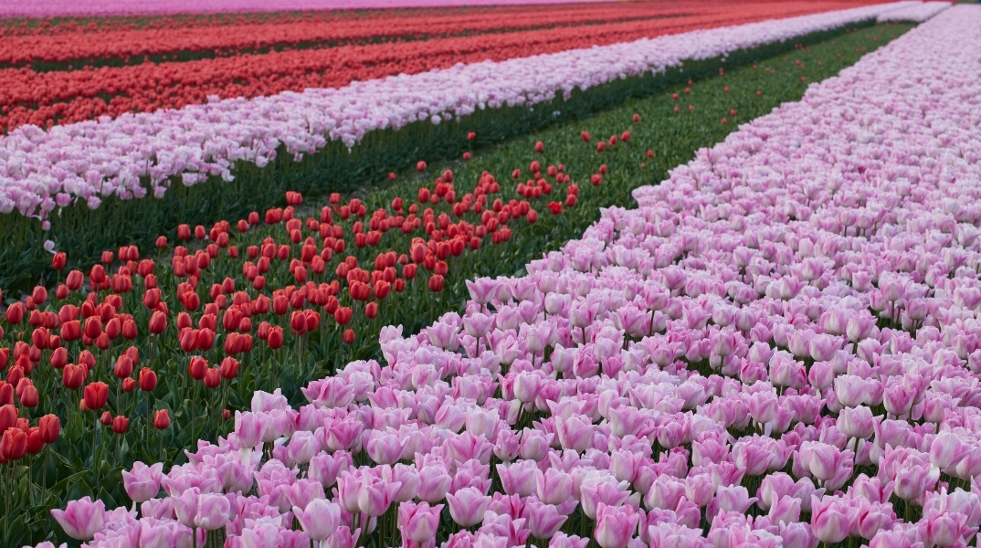 Εορτολόγιο, λουλουδια