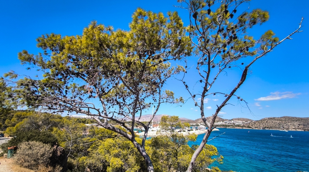 καιρός, θαλασσα, δεντρα