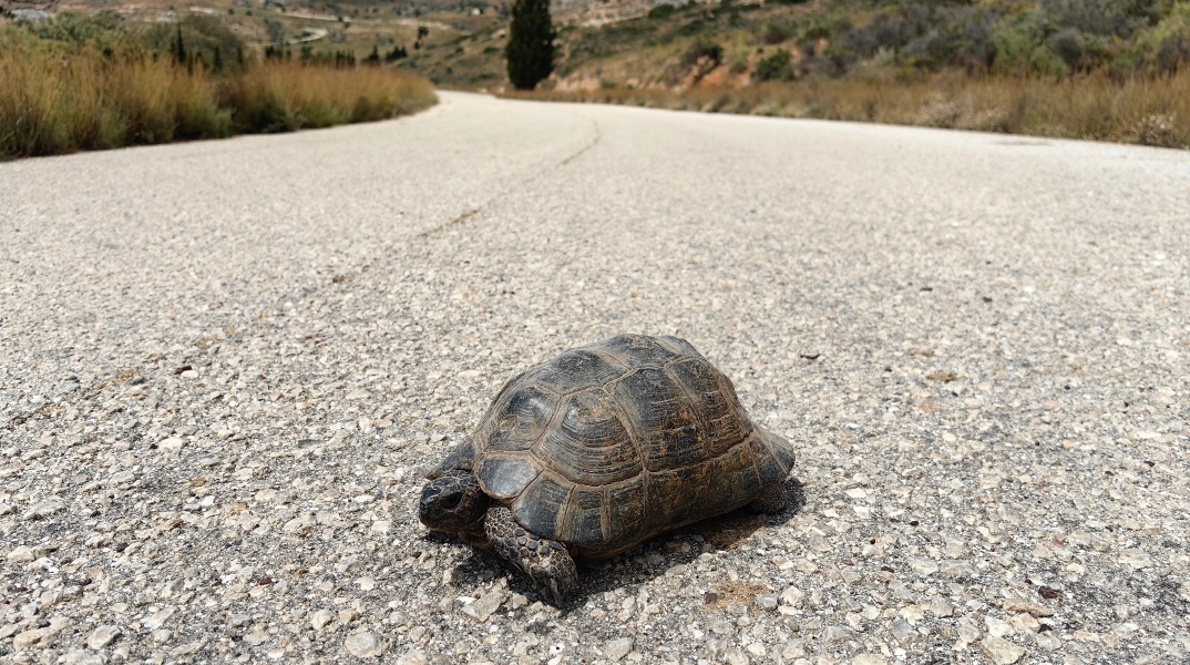 χελώνα να προσπαθεί να διασχίσει τον δρόμο