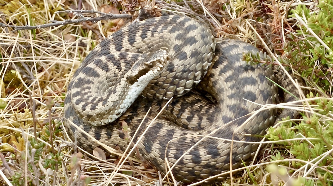 Λαμία: Οχιά δάγκωσε ποδοσφαιριστή την ώρα της προπόνησης