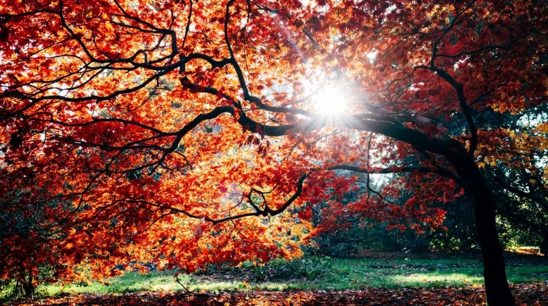 δασος, φθινοπωρο