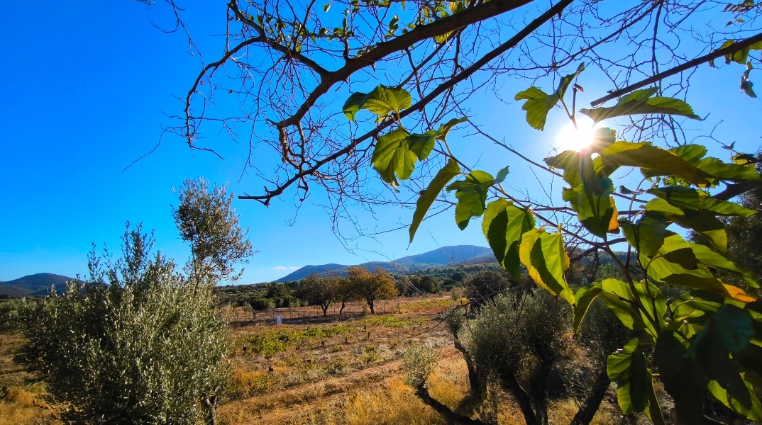 καιρος, δασος, ηλιος