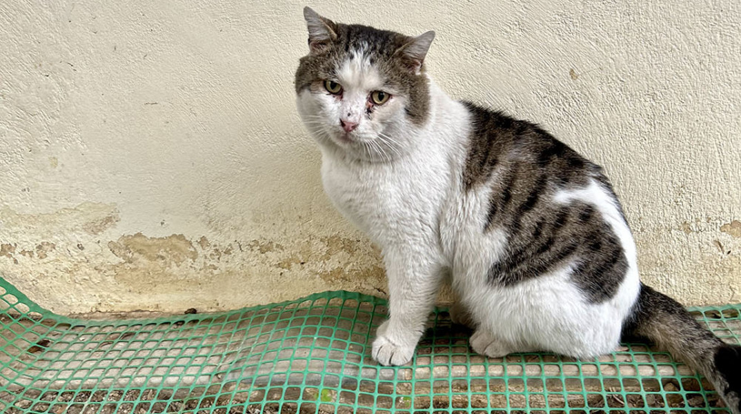 Οι γάτες της Αθήνας