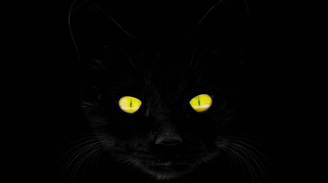 Σε αυτή την πόλη απαγορεύτηκαν οι υιοθεσίες μαύρων γάτων - Ο λόγος