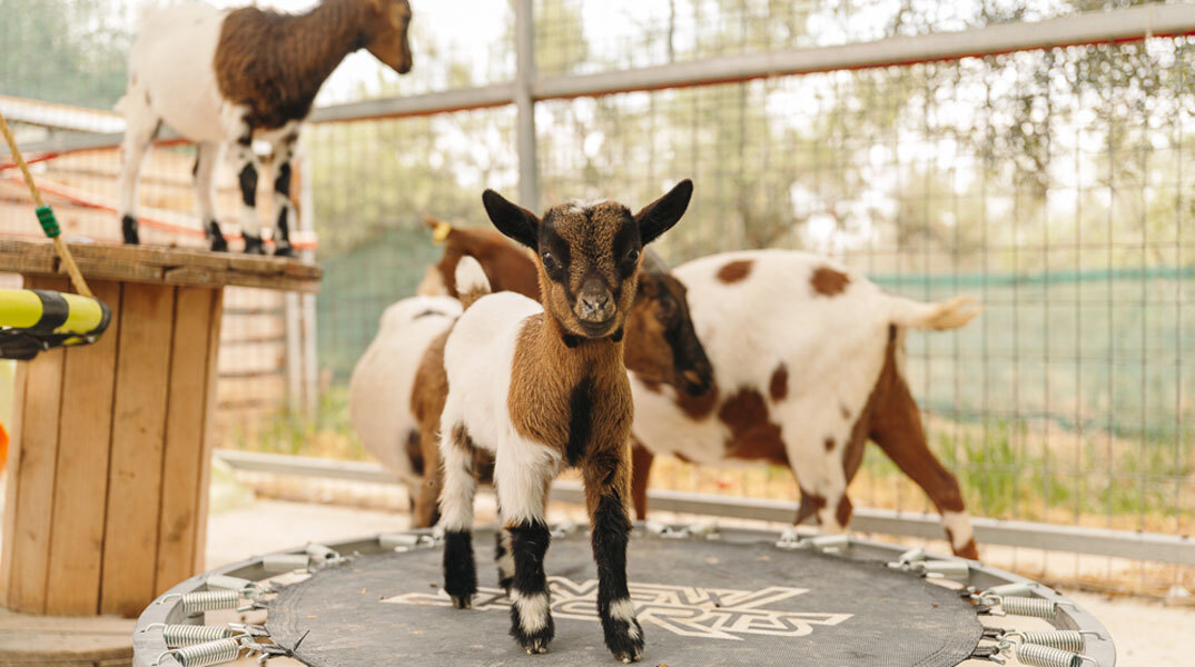Άμπελος Βοχαϊκού: Η φάρμα με τα διασωσμένα ζώα