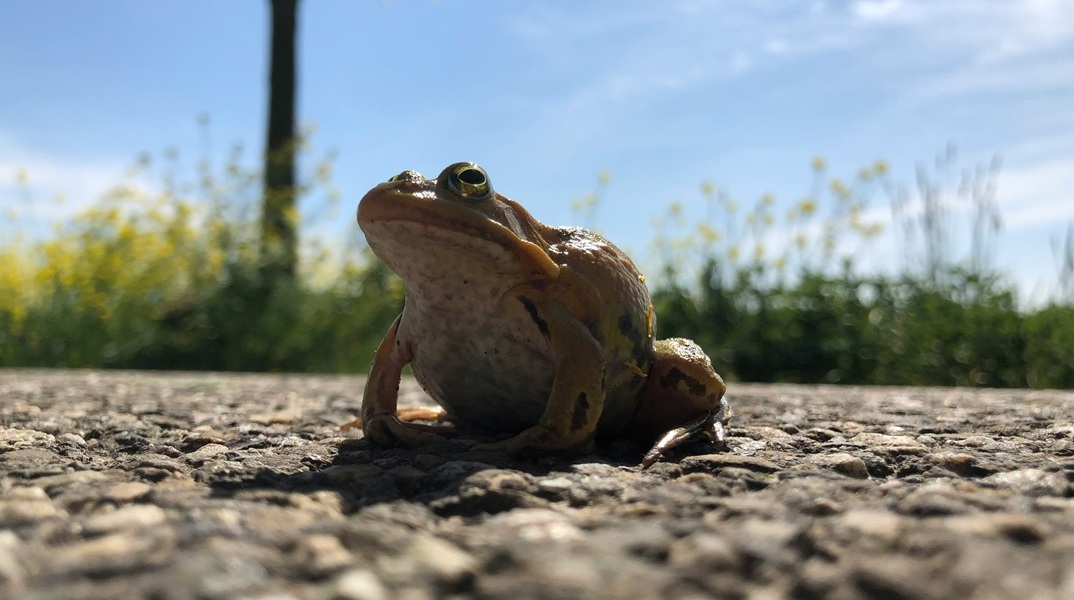 Ανακαλύφθηκαν τρία νέα είδη ζώων σε απομονωμένο νησί της Αυστραλίας