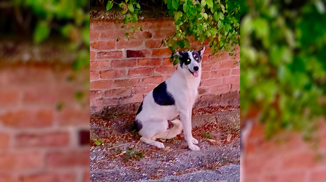 Αδέσποτα ζώα στην Ελλάδα