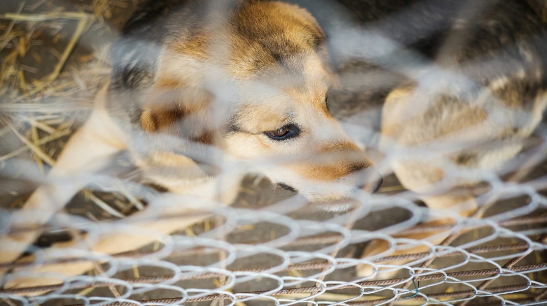 σκυλος σε κλουβι