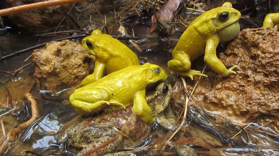 Ασιατικοί κοινοί φρύνοι του είδους Duttaphrynus melanostictus