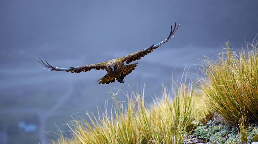 Νέα Ζηλανδία: Προειδοποιήσεις για το «πουλί της χρονιάς» - Πραγματοποιεί επιθέσεις στους «εισβολείς»