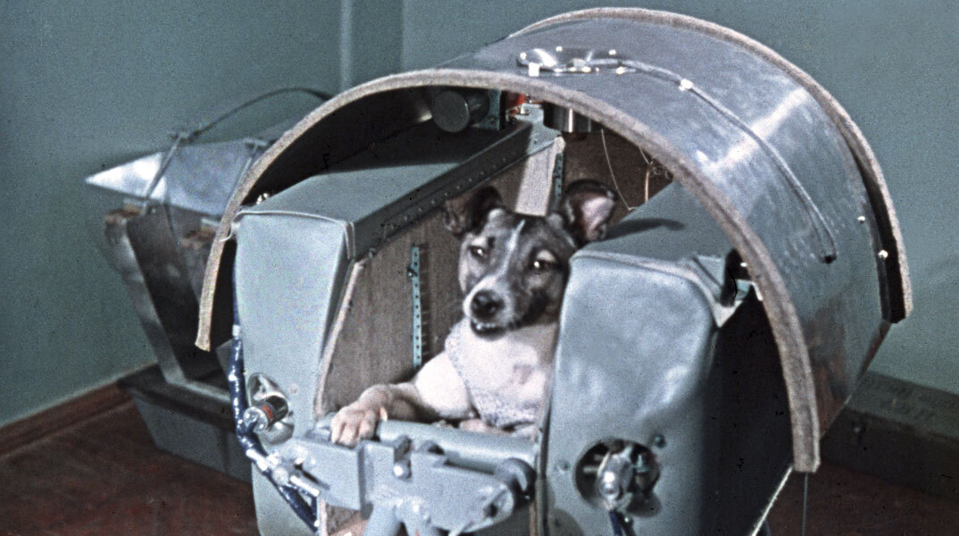 Η Λάικα, ο πρώτος σκύλος στο διάστημα, στην κάψουλα Σπούτνικ 2