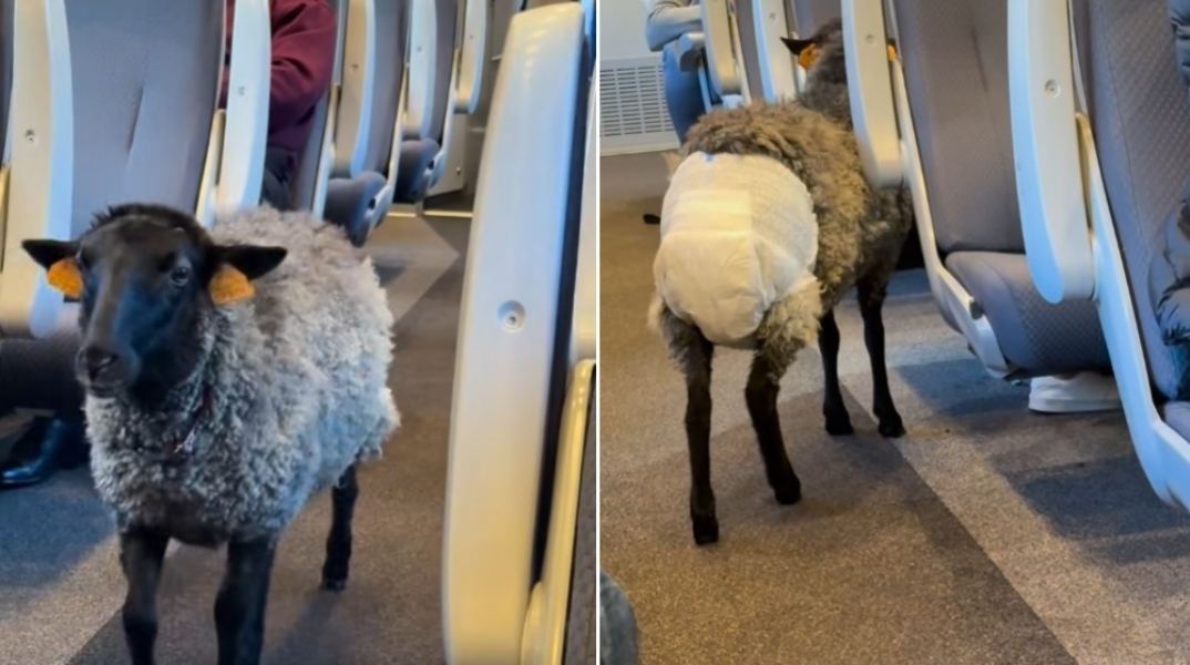 πρόβατο με πάνα σε τρένο