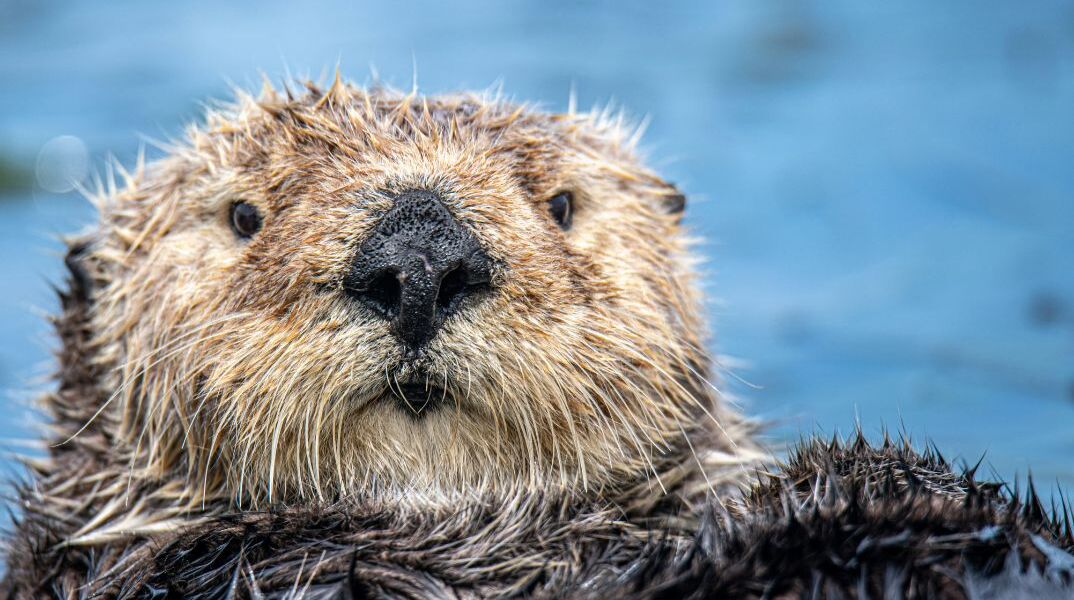 Μωρό θαλάσσιας ενυδρίδας επανενώνεται με τη μητέρα του στην Καλιφόρνια μετά από δραματική επιχείρηση διάσωσης