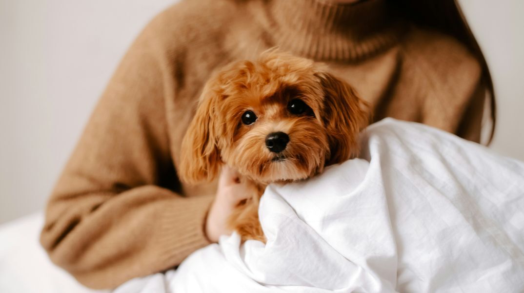 Προσομοίωση αποκαλύπτει πώς βλέπουν και ακούν οι σκύλοι τους ανθρώπους - Βλέπουν σε αργή κίνηση, ατελώς, και ακούν ήχους διπλάσιας συχνότητας από εμάς.