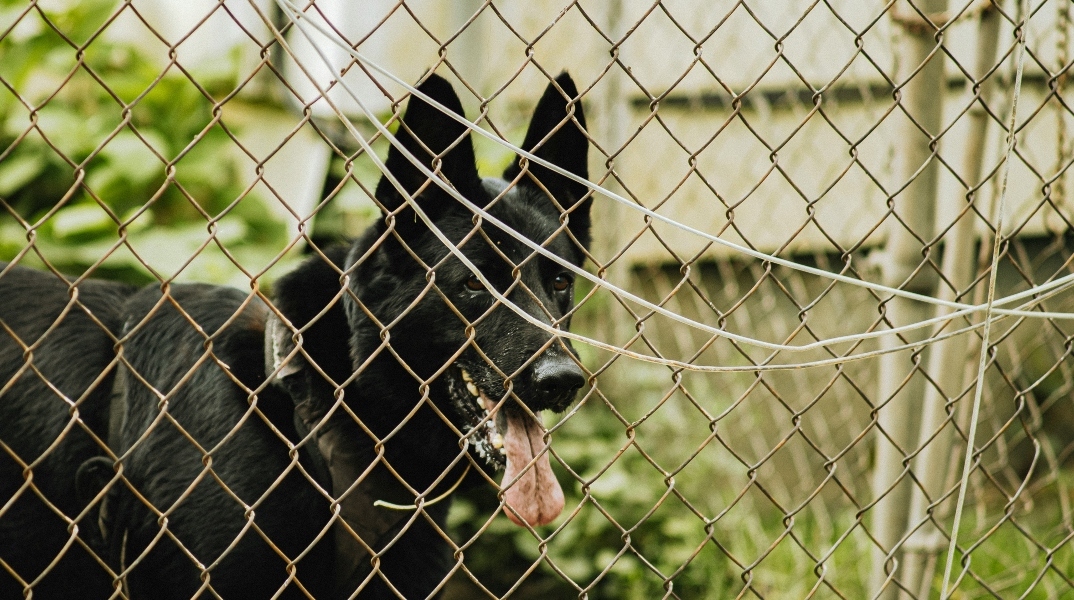 μαυρος σκυλος