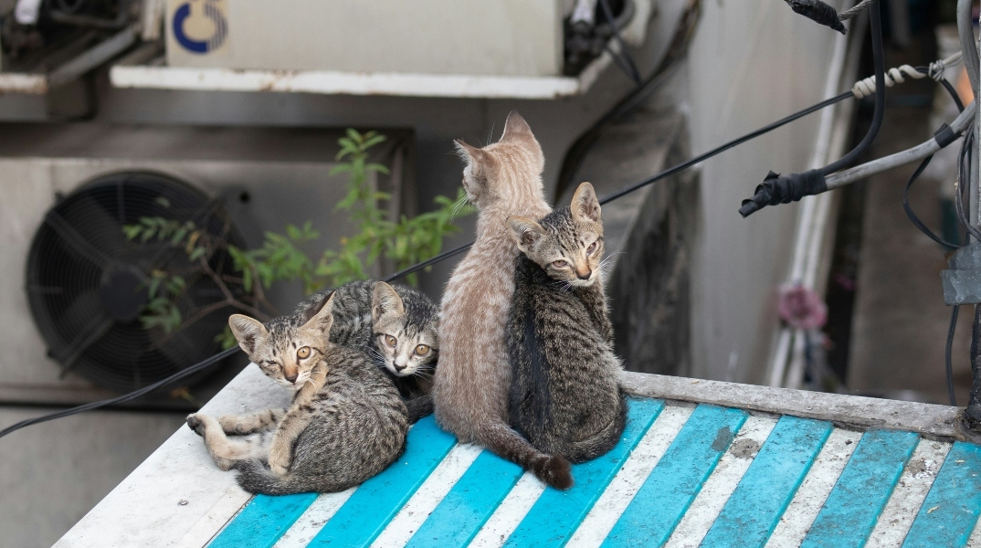 Νέα Ζηλανδία, γατες