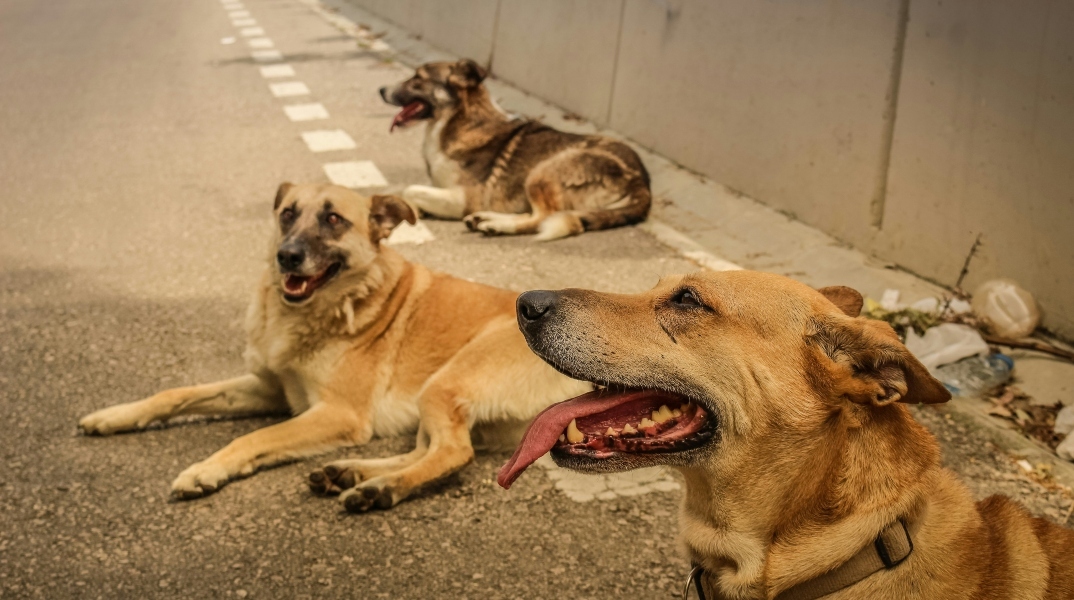 αδεσποτα σκυλια