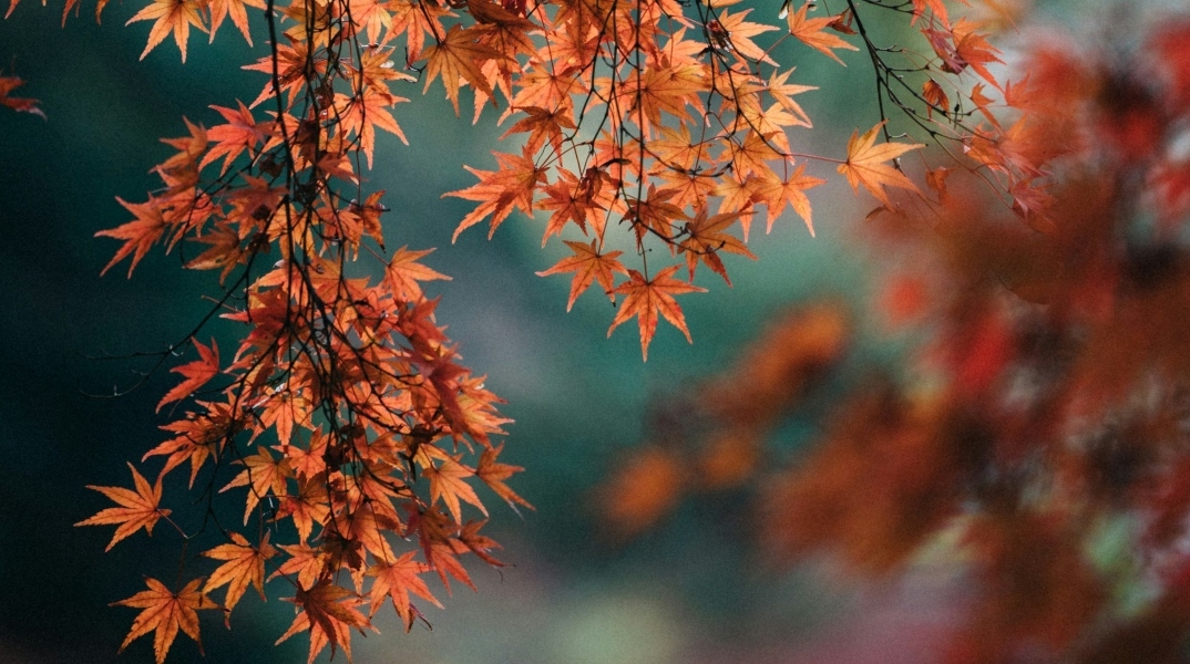 Τι πιστεύουν οι επιστήμονες για το πώς και γιατί τα φύλλα των δέντρων αλλάζουν χρώμα