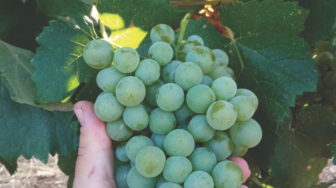 Οινοποιείο Δραϊνάς