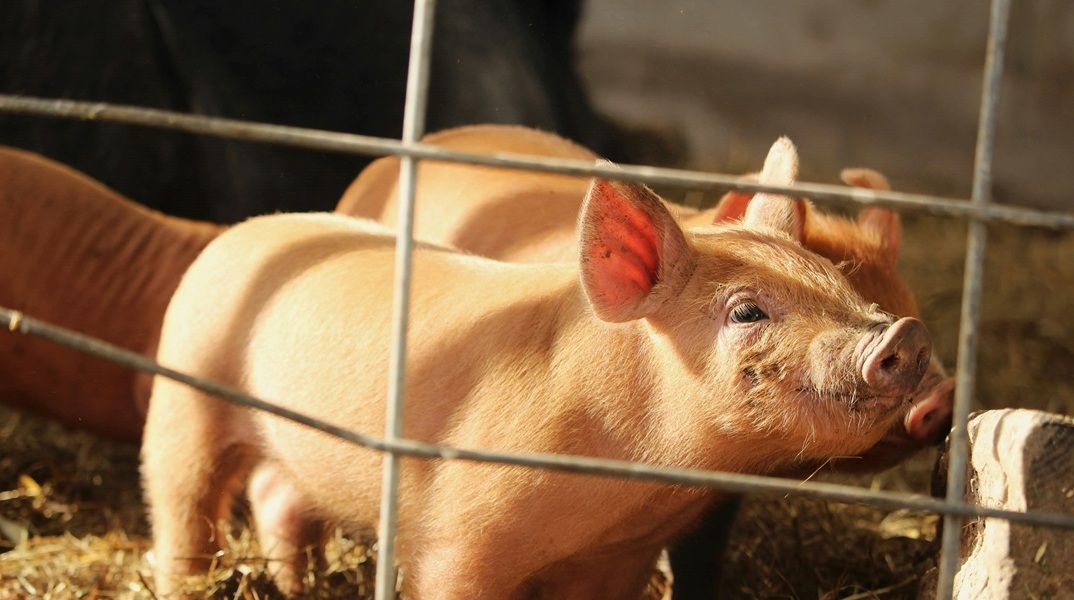 Ισπανία: Ανιχνεύθηκαν τα πρώτα από το 1994 κρούσματα αφρικανικής πανώλης των χοίρων