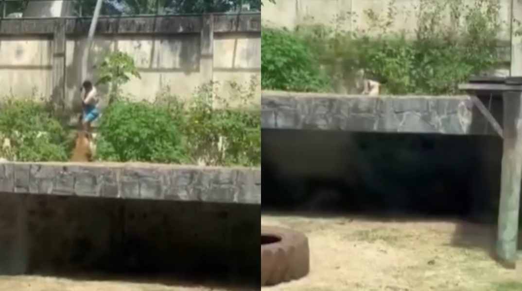 Βραζιλία: Λιονταρίνα κατασπάραξε έναν 19χρονο σε ζωολογικό κήπο