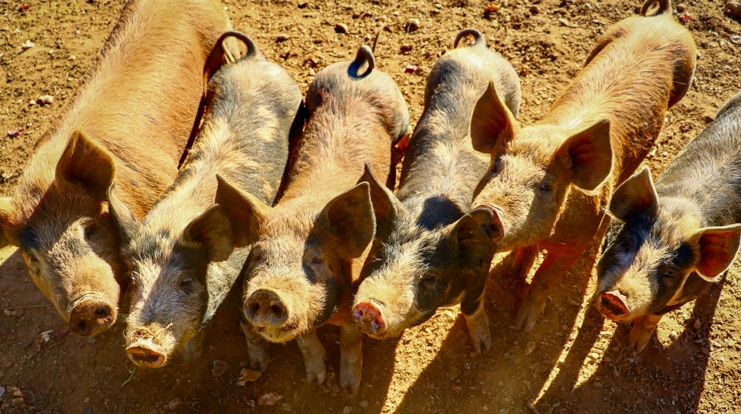 γουρουνακια
