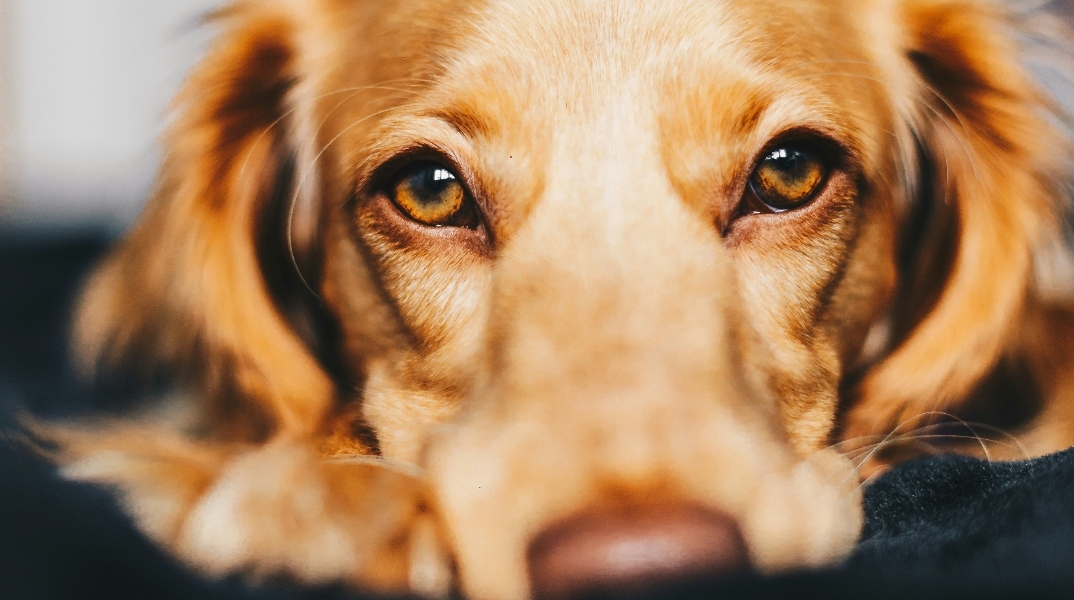 Γιατί τα μάτια του σκύλου σου μπορεί να σου «λένε» το ακριβώς αντίθετο από αυτό που νιώθει