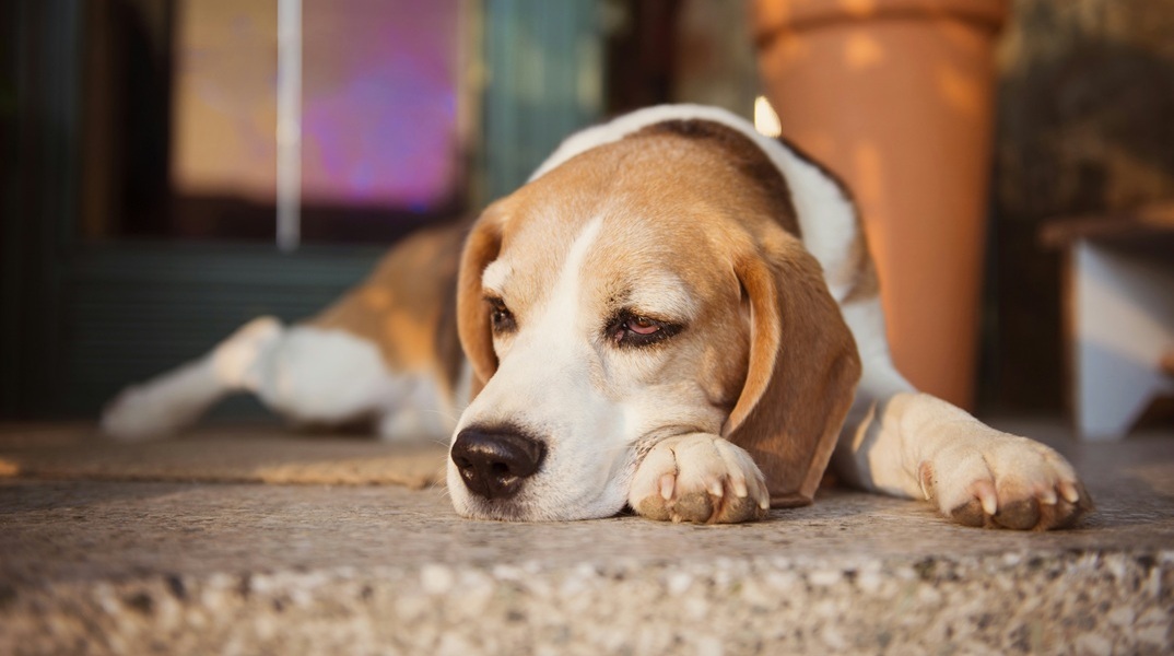 Θηριωδία: Σοκαριστικές εικόνες με το θαμμένο σκυλάκι στη Θεσσαλονίκη 