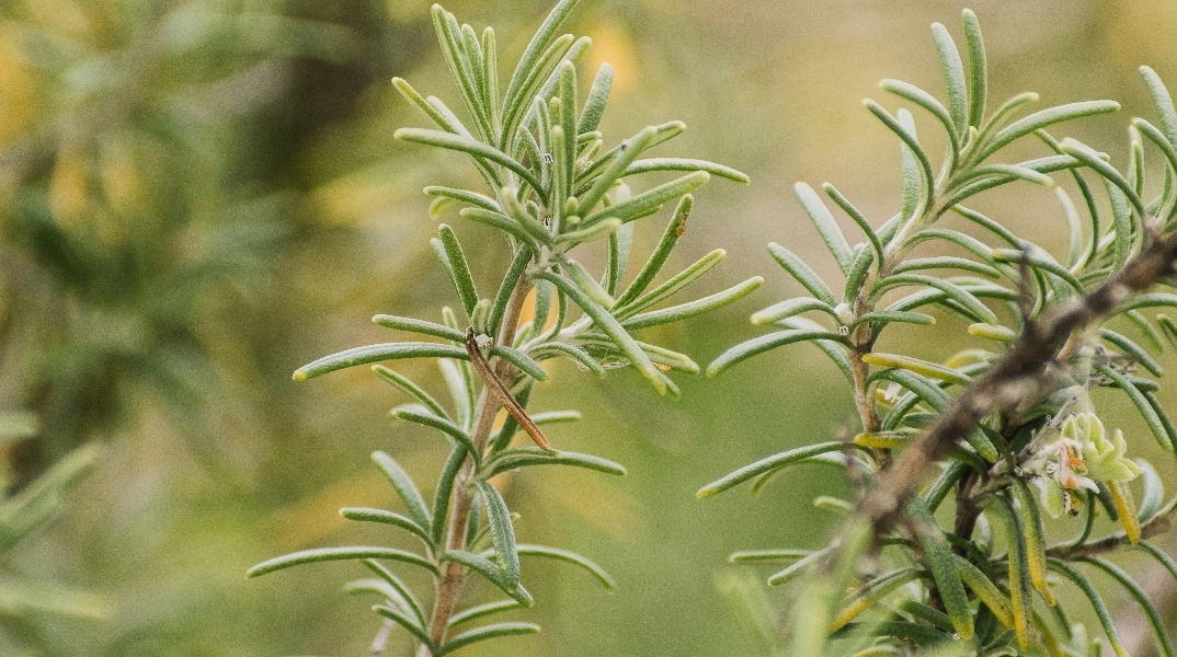 Το δεντρολίβανο και ο εγκέφαλος: γιατί η επιστήμη το κοιτάει ξανά
