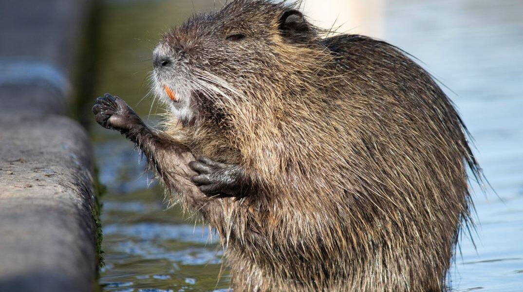 Κυκλοφοριακό… από κάστορα: σταμάτησε τα αυτοκίνητα για να περάσει κλαδί μεγαλύτερο από τον ίδιο