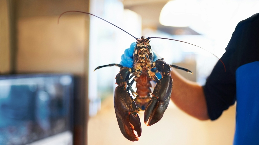 βράσιμο ζωντανών αστακών