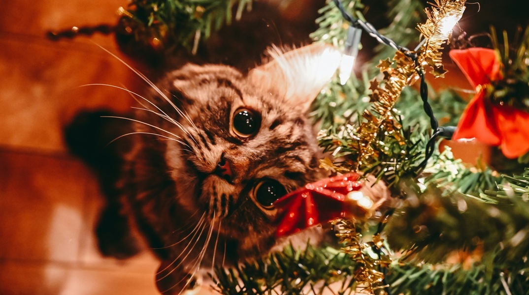 Γάτες και χριστουγεννιάτικα δέντρα: Οδηγός για ασφαλείς γιορτές