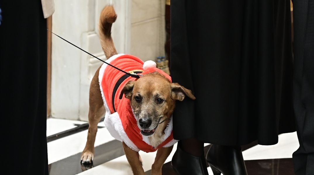 Έκλεψε την παράσταση ο Πίνατ ντυμένος «Άγιος Βασίλης» στο Μαξίμου