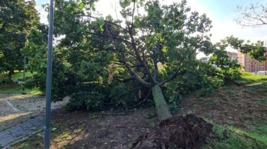 Θεσσαλονίκη: Οι θυελλώδεις άνεμοι την Κυριακή έριξαν 28 δέντρα 