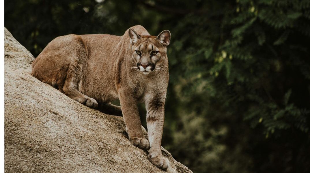  HΠΑ: Μια γυναίκα έχασε τη ζωή της μετά τη φερόμενη επίθεση ενός κούγκαρ