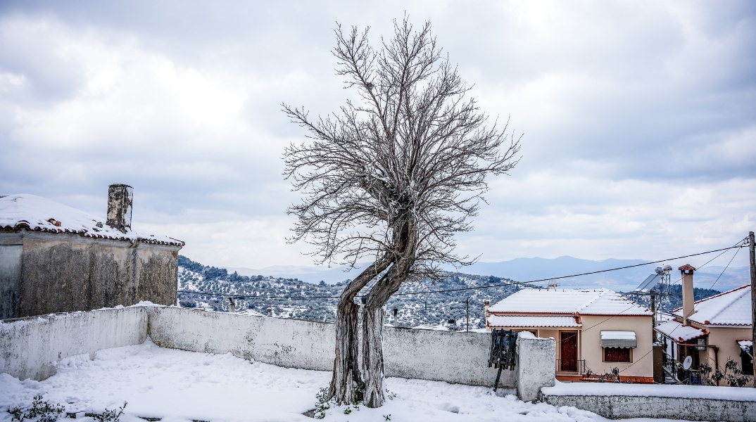 χιονια, δασος