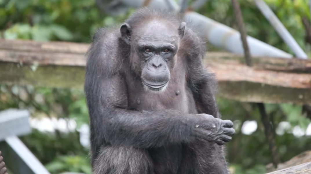 Η Ai, η χιμπατζής «θαύμα» πέθανε σε ηλικία 49 ετών	