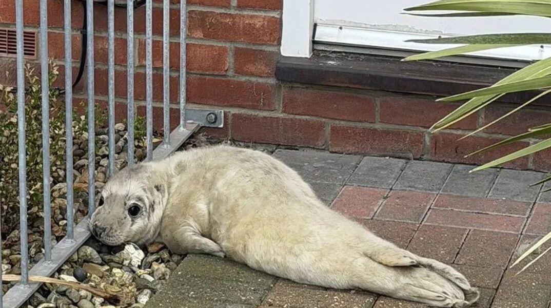 Μωρό φώκια βρέθηκε έξω από εξώπορτα – την ανακάλυψε ταχυδρόμος στο Νόρφολκ