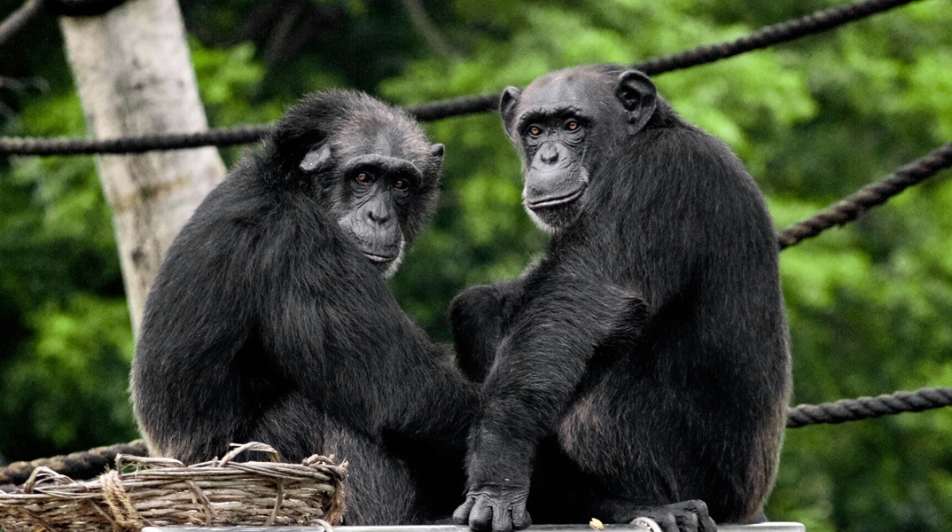 Μελέτη: Η ομόφυλη σεξουαλική συμπεριφορά μπορεί να έδωσε εξελικτικό πλεονέκτημα σε ορισμένα πρωτεύοντα